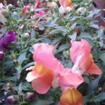 Antirrhinum majus pumilum 'Emerald Isles' - 