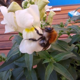 Antirrhinum majus pumilum 'Emerald Isles'