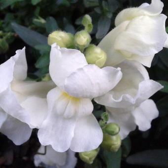 Antirrhinum majus pumilum 'Emerald Isles'