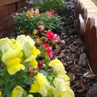 Antirrhinum majus pumilum 'Emerald Isles'