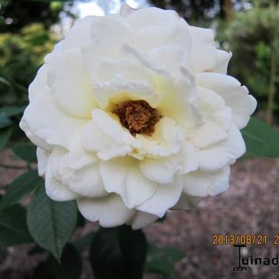 Rosa 'Mount Shasta' - 