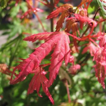 Acer palmatum 'Kasen-nishiki'