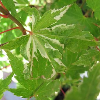 Acer palmatum 'Kasen-nishiki'