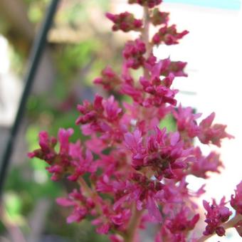 Astilbe x arendsii