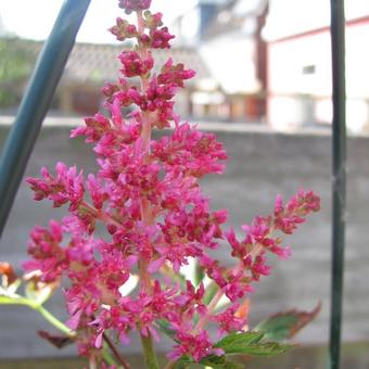 Astilbe x arendsii