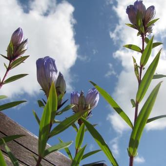 Gentiana makinoi 'Marsha'