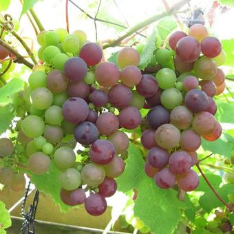 Vitis vinifera 'Boskoop Glory'