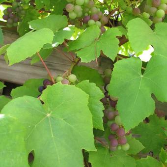 Vitis vinifera 'Boskoop Glory'