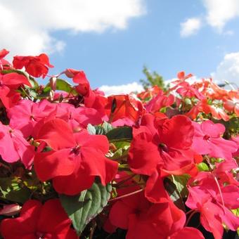 Impatiens walleriana