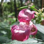 Impatiens glandulifera - Drüsiges Springkraut