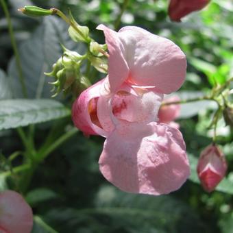 Impatiens glandulifera