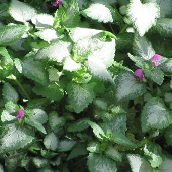 Lamium maculatum