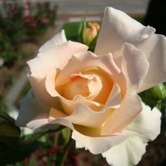 Rosa 'Rokoko'