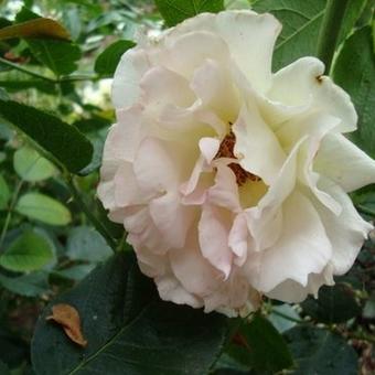 Rosa 'Rokoko'