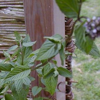 Mentha x piperita f. citrata 'Chocolate'