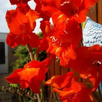 Gladiolus