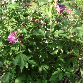 Hibiscus syriacus 'Duc de Brabant'