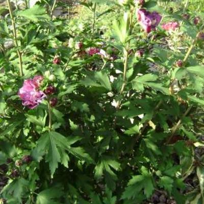 Hibiscus syriacus 'Duc de Brabant' - 