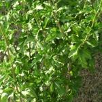 Hibiscus syriacus 'China CHIFFON' - 