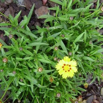 Coreopsis grandiflora 'Rising Sun'