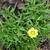 Coreopsis grandiflora 'Rising Sun'