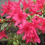 Rhododendron 'Silver Sword' - 