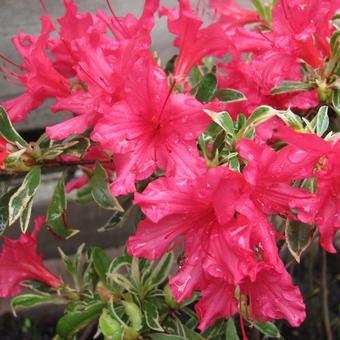 Rhododendron 'Silver Sword'