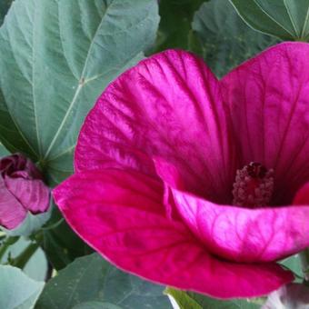 Hibiscus moscheutos Newbiscus ‘Mauvelous’