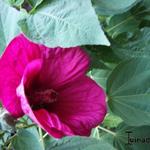 Hibiscus moscheutos Newbiscus ‘Mauvelous’ - 