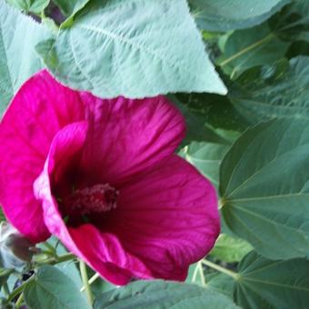 Hibiscus moscheutos Newbiscus ‘Mauvelous’