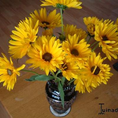 Helianthus atrorubens 'Giganteus' - Helianthus atrorubens 'Giganteus'