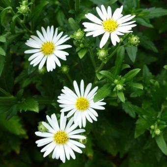 Aster ageratoides 'Ashvi'