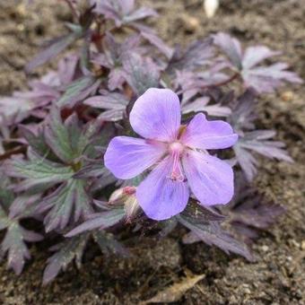 Geranium pratense 'Black Beauty'