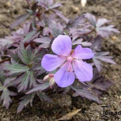 Geranium pratense 'Black Beauty' - 