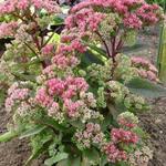 Sedum 'Garnet Brocade' - 