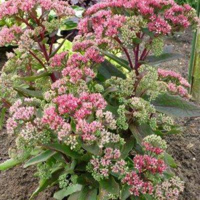 Sedum 'Garnet Brocade' - 