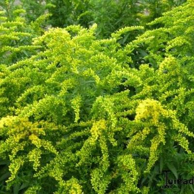 Solidago 'Spätgold' - 