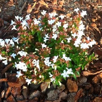 Abelia x grandiflora 'Prostrata' - 