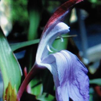 Roscoea purpurea 'Spice Island'