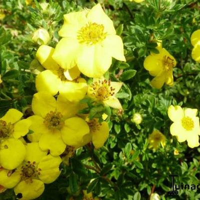 potentille arbustive - Potentilla fruticosa