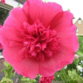 Alcea rosea