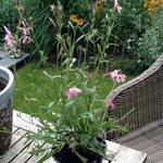 Gaura lindheimeri 'GEYSER Pink' - 