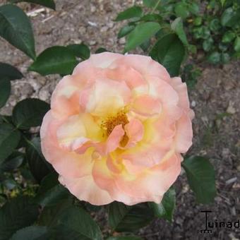 Rosa 'Madame A. Meilland'