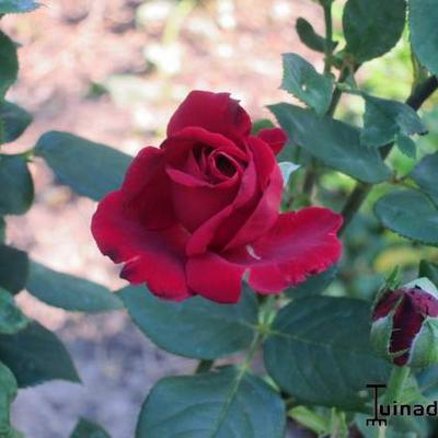 Rosa 'Mister Lincoln' - 