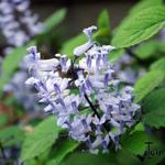 Plectranthus zuluensis - 