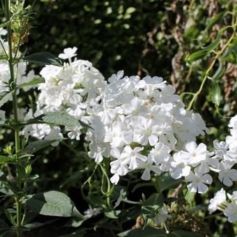 Phlox paniculata 'Fujiyama'