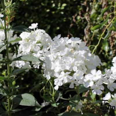 Phlox paniculata 'Fujiyama'