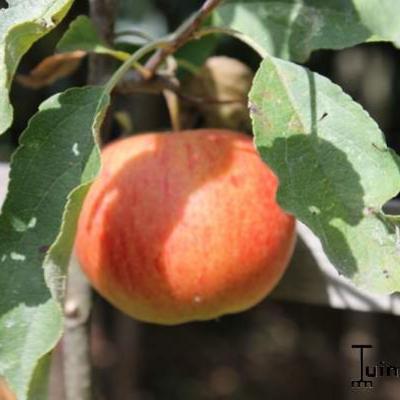 Malus domestica 'Elstar' - 