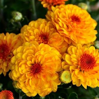 Chrysanthemum Indicum  'Bienchen'