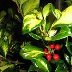 Ilex aquifolium 'Gold Flash' - 